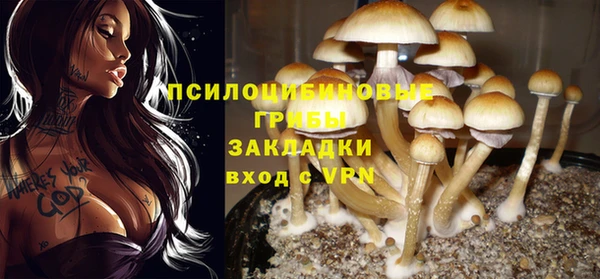 крисы Новозыбков